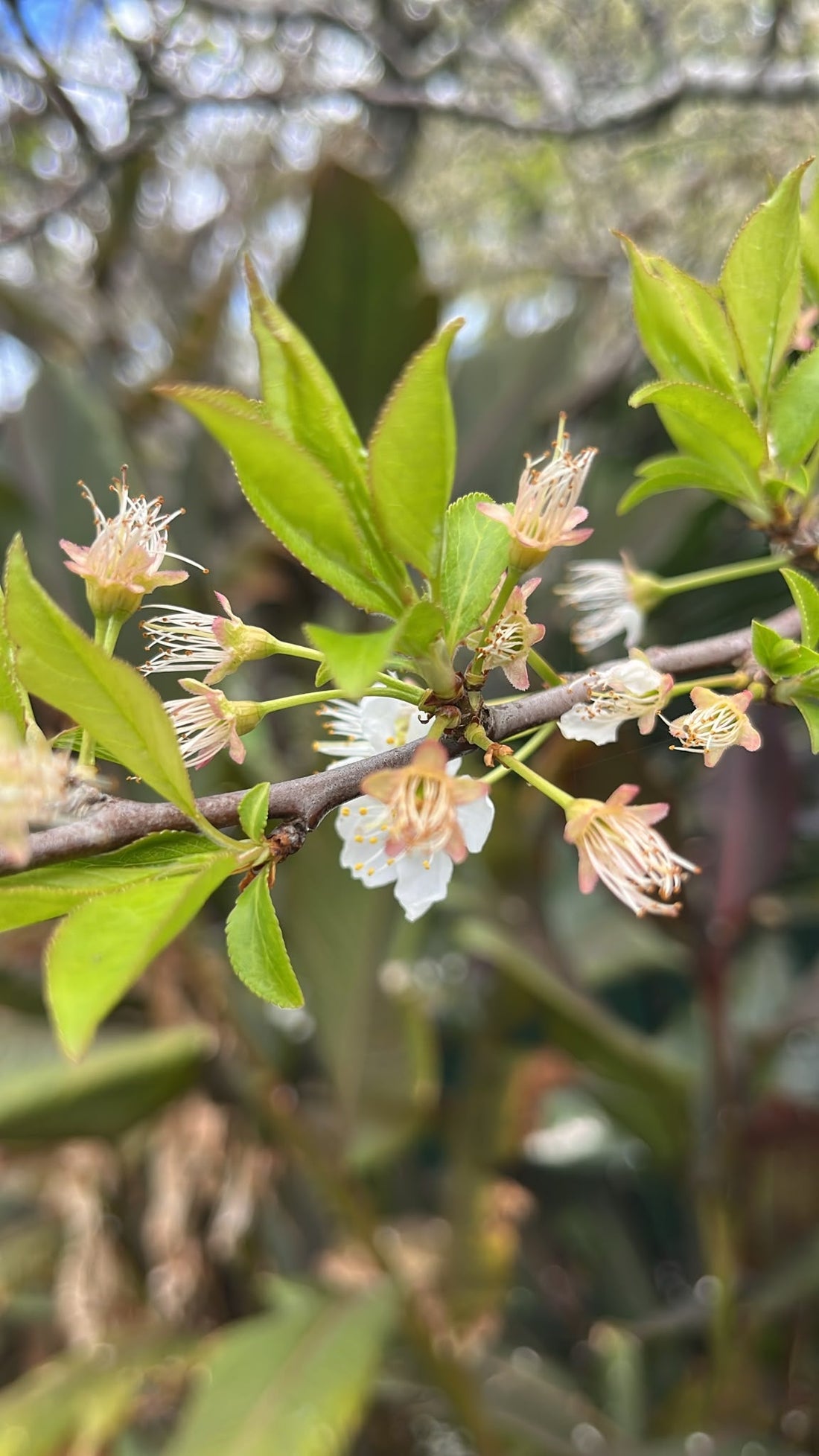 Plum blossom in the Fresca Freeze Dry orchard, spring 2026